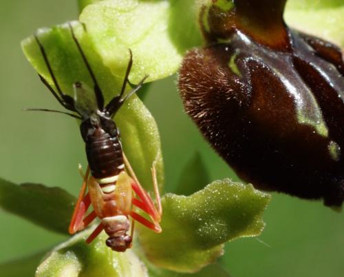 Réf. 202 158 : Hadrodemus m-flavum